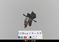 中國北京皮影藏品圖，第1張